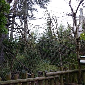 Colobus Monkey Exhibit