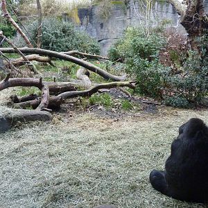 Gorilla Exhibit