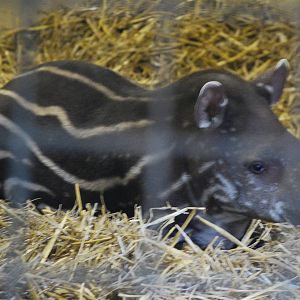 LITTLE RONNIE STRIPES BACK!