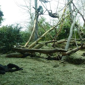 Gorilla Exhibit