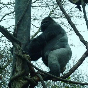 Gorilla