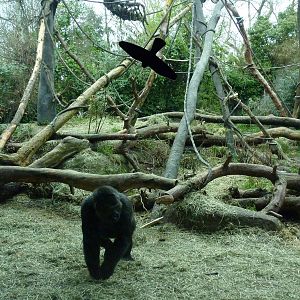 Gorilla Exhibit