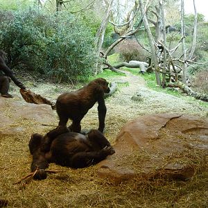 Gorilla Exhibit