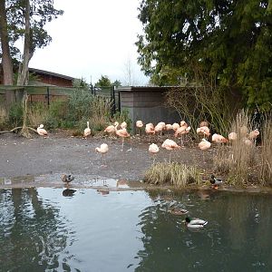 Flamingo Exhibit