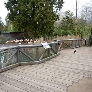 Flamingo Exhibit