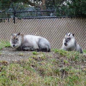Japanese Serow