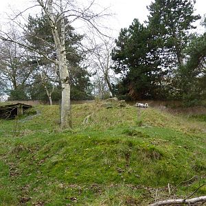 Japanese Serow Exhibit