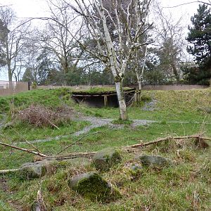 Japanese Serow Exhibit