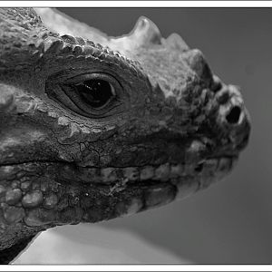 Rhino Iguana