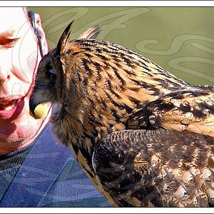 Eagle Owl