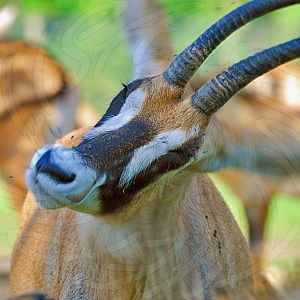Roan Antelope