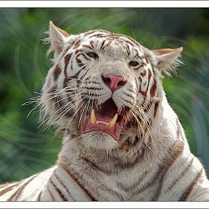 White Bengal Tiger