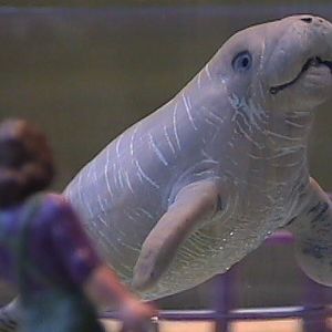 Chincoteague Island Zoo