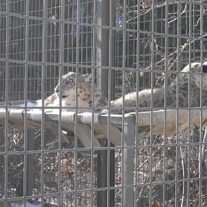Snow Leopards