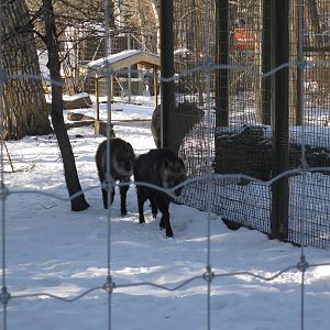Japanese Serow