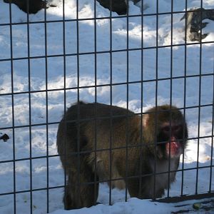 Japanese Macaque