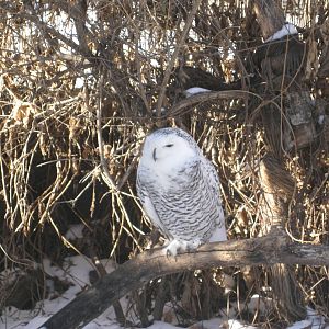 Snowy Owl