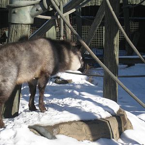 Japanese Serow