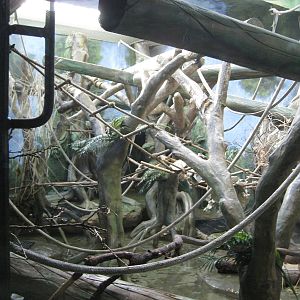 Gibbon/Capybara Exhibit