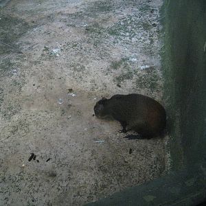 Brazilian Agouti