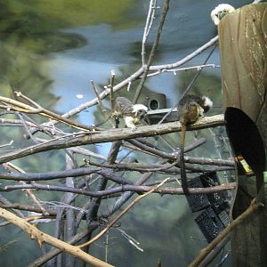 Cotton-Topped Tamarins