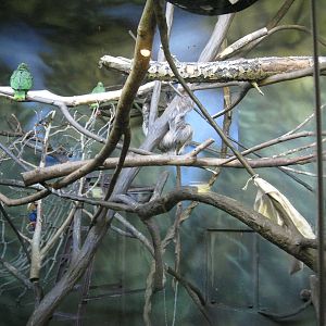 Amazon Parrots and Two-Toed Sloth