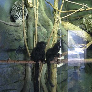 Prehensile-Tailed Porcupine and Goeldi's Monkeys
