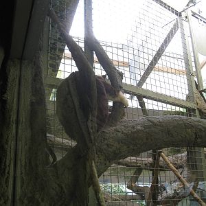 Matschie's Tree-kangaroo