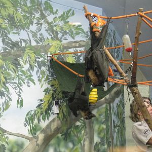 Malayan Flying-Fox