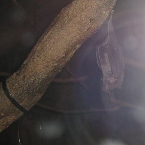 Serba's Short-Tailed Bat