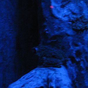 Vietnamese Mossy Frog