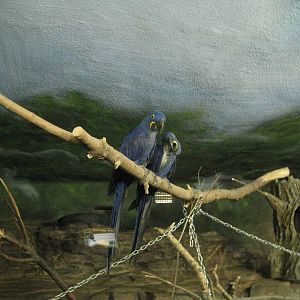 Hyacinth Macaw