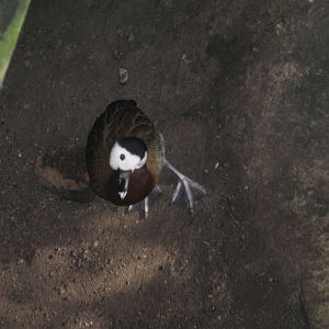 White-Faced Tree Duck