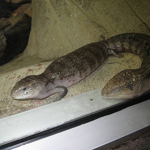 Blue-Tongued Skink