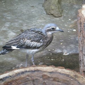 Bush Stone-Curlew