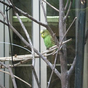 Budgerigar