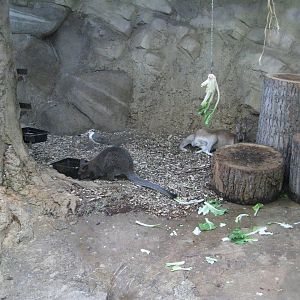 Red Kangaroo, Red-Necked Wallaby and Masked Lapwing