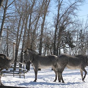 Grévy's Zebra and Ostrich