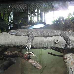 Black-Throated Monitor