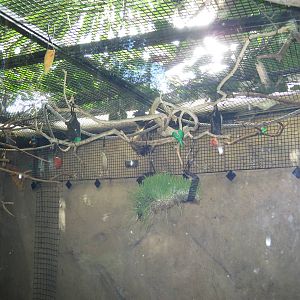 Straw-Coloured Fruit Bats