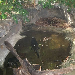 West African Dwarf Crocodiles