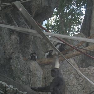 Western Lowland Gorillas and Eastern black and white colobus