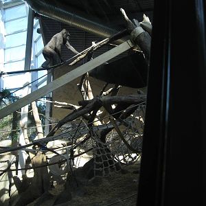 Western Lowland Gorilla