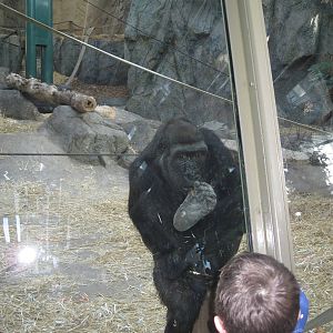 Western Lowland Gorilla