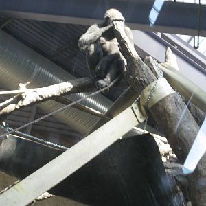 Western Lowland Gorilla