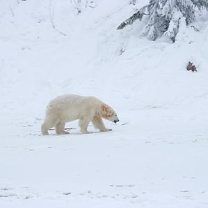 Polar bear (Ursus maritimus)