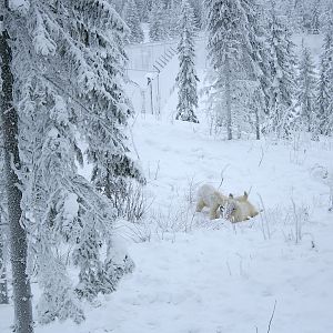 Polar bears (Ursus maritimus)