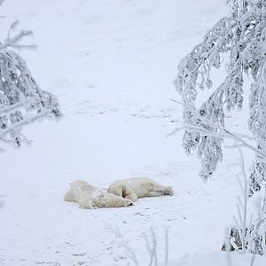 Polar bears (Ursus maritimus)