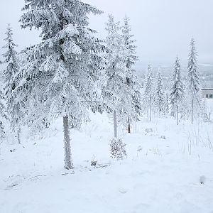 Polar bear enclosure