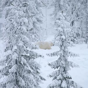 Polar bear (Ursus maritimus)